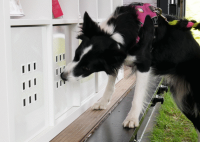 smolke animal event 2019