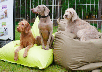 smolke animal event 2019